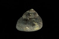 藏品(頭巾黑鐘螺)的圖片